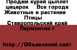 Продам курей цыплят,цицарок. - Все города Животные и растения » Птицы   . Ставропольский край,Лермонтов г.